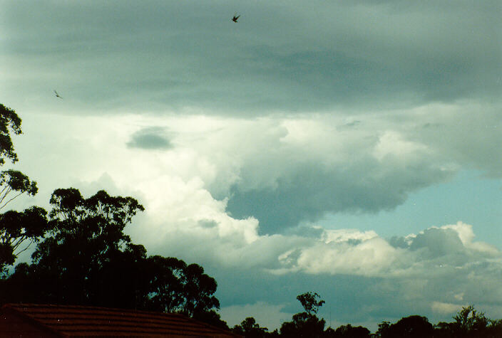 cumulus congestus : Oakhurst, NSW   14 December 1991