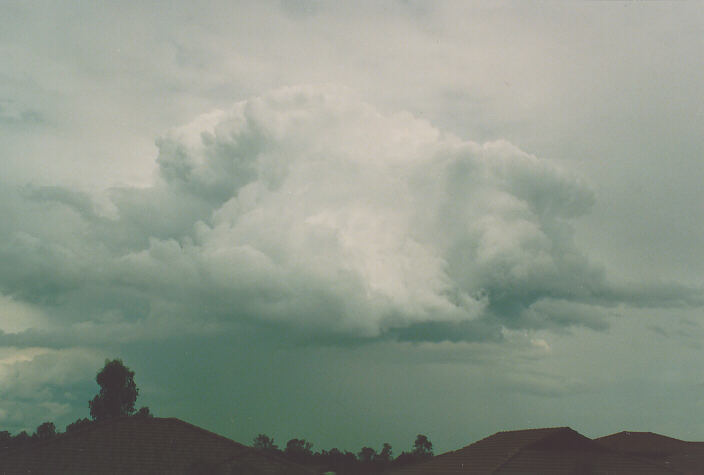 cumulus congestus : Oakhurst, NSW   29 November 1992