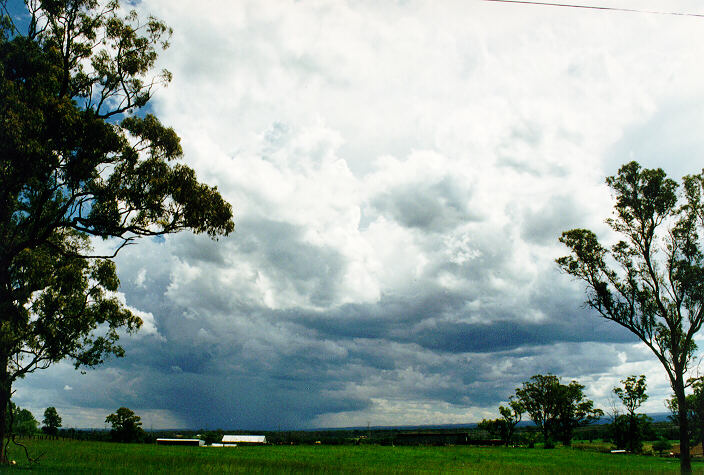 cumulus congestus : Vineyard, NSW   29 January 1995