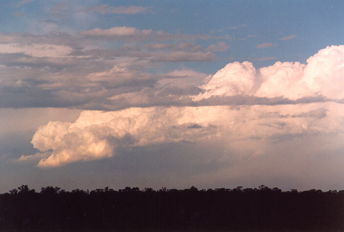 cumulus congestus : Schofields, NSW   5 November 1995