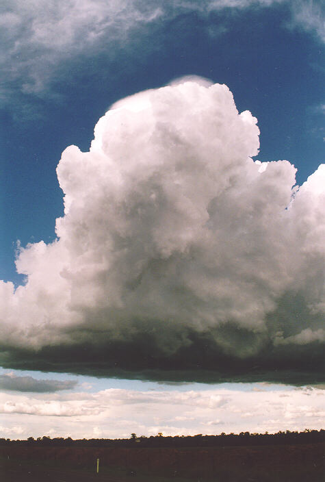 cumulus congestus : Castlereagh, NSW   18 November 1995