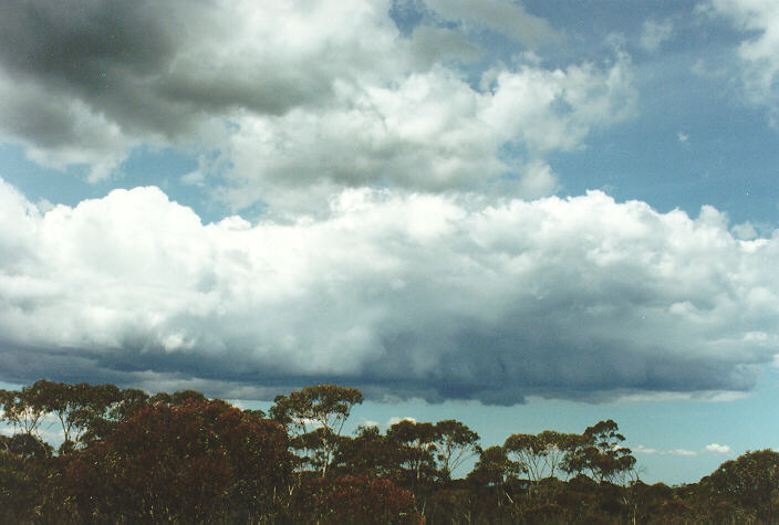 cumulus mediocris : Wentworth Falls, NSW   3 November 1996
