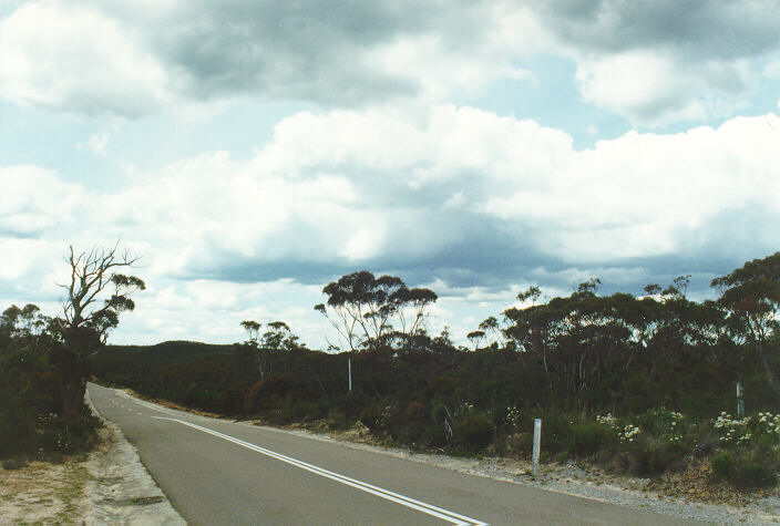 cumulus mediocris : Wentworth Falls, NSW   3 November 1996