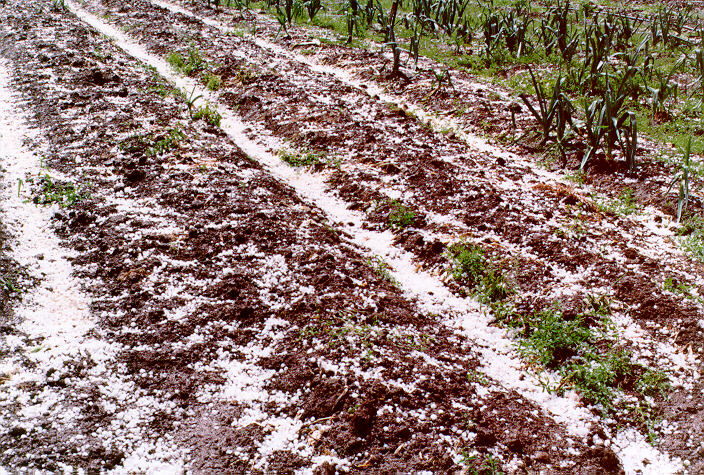 hailstones hail_stones : Schofields, NSW   20 September 1997