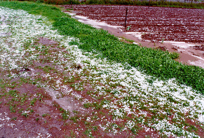 hailstones hail_stones : Schofields, NSW   20 September 1997