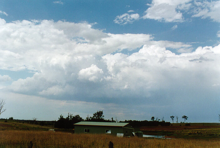 cumulus congestus : Luddenham, NSW   7 November 1997