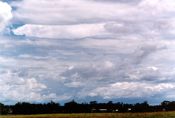 cumulus congestus : Grafton, NSW   15 January 1998