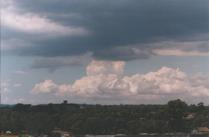 cumulus mediocris : Schofields, NSW   31 October 1998