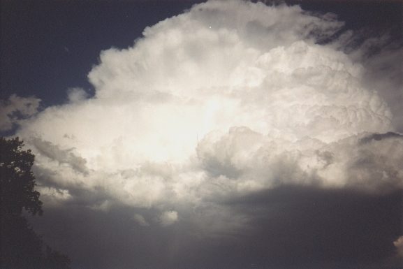 contributions received : Boronia, VIC<BR>Photo by David Jeffrey   2 January 1999