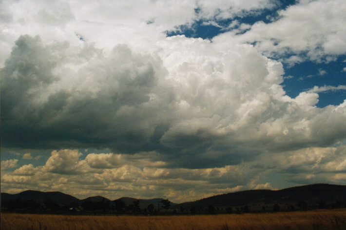 cumulus mediocris : S of Breeza, NSW   30 January 1999
