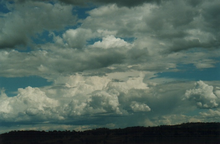 cumulus congestus : Gulgong, NSW   30 December 1999