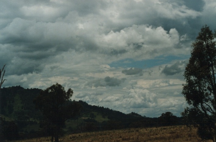 cumulus mediocris : Moonbi Hill, NSW   17 January 2000
