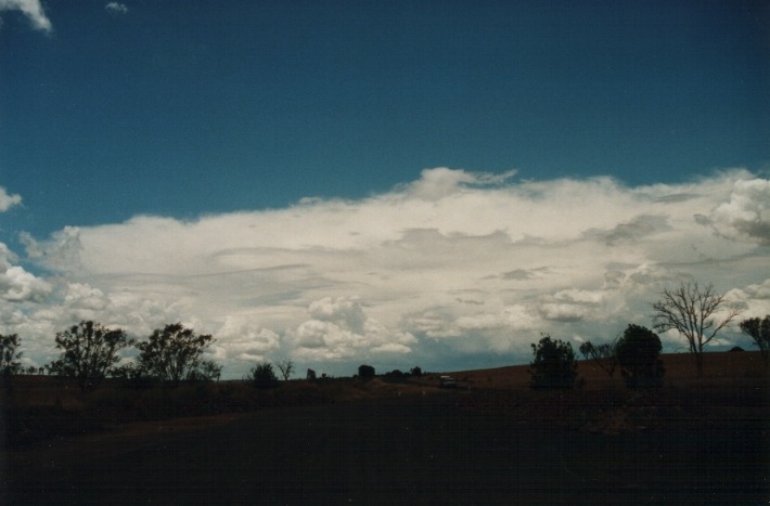 cumulus mediocris : S of Uralla, NSW   17 January 2000