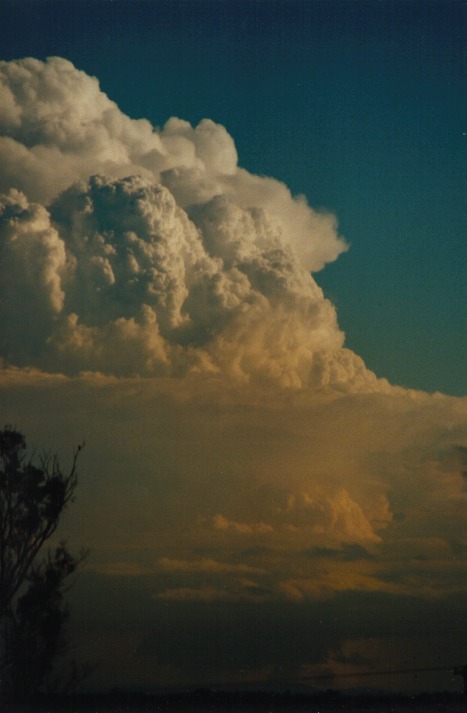 updraft thunderstorm_updrafts : Schofields, NSW   9 March 2000