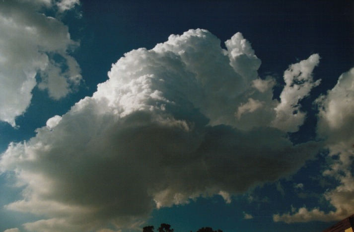 cumulus mediocris : Rooty Hill, NSW   14 March 2000