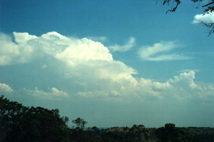 thunderstorm cumulonimbus_calvus : Tregeagle, NSW   27 September 2000