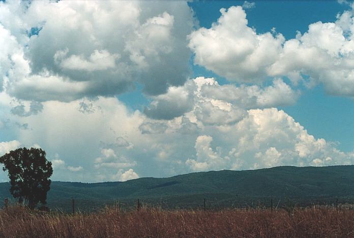 cumulus congestus : Bingara, NSW   4 November 2000