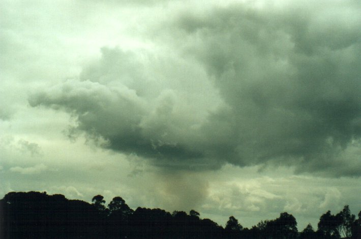 cumulus mediocris : McLeans Ridges, NSW   11 November 2000