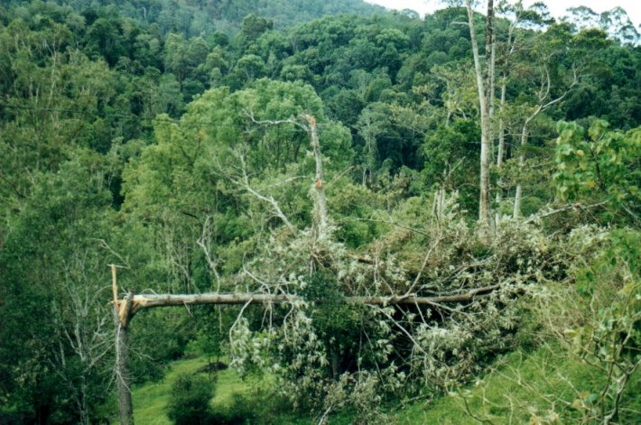 disasters storm_damage : Mount Warning, NSW   11 November 2000