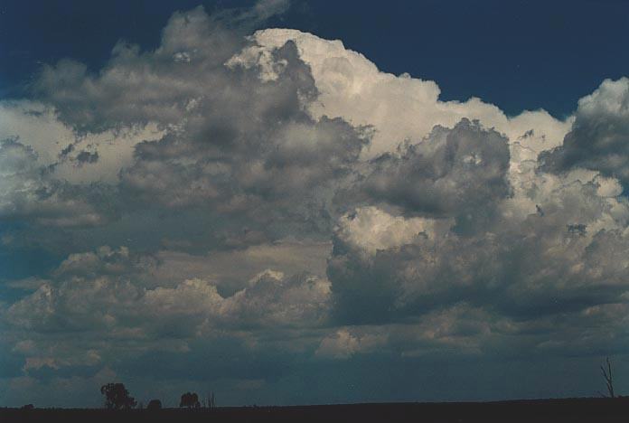 cumulus congestus : E of Yelarbon, Qld   27 November 2000