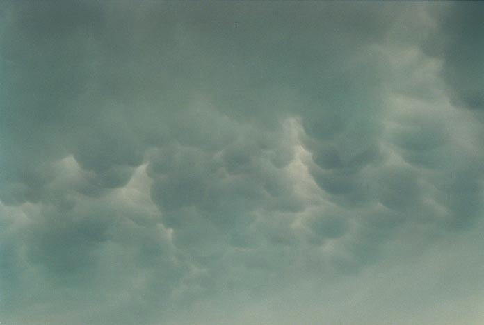 mammatus mammatus_cloud : E of Mullaley, NSW   28 November 2000