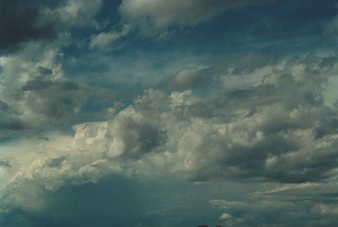 cumulus congestus : Tingha, NSW   4 December 2000