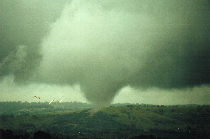 favourites michael_bath : McLeans Ridges, NSW   29 January 2001