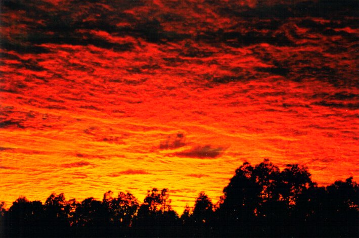 favourites michael_bath : McLeans Ridges, NSW   24 March 2001