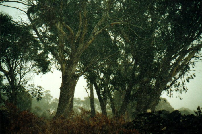 precipitation precipitation_rain : Ben Lomond, NSW   7 July 2001