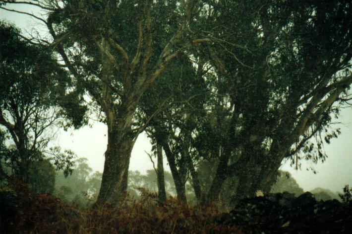 snow snow_pictures : Ben Lomond, NSW   7 July 2001