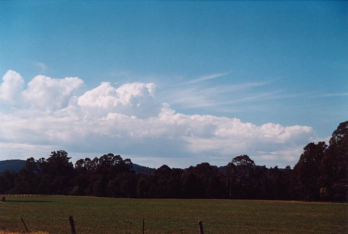 cumulus mediocris : Booral, NSW   26 August 2001