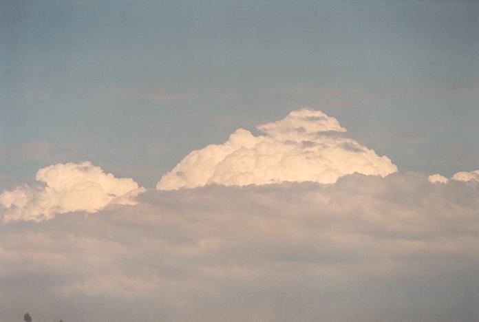 cumulus congestus : Evans High Blacktown, NSW   20 September 2001