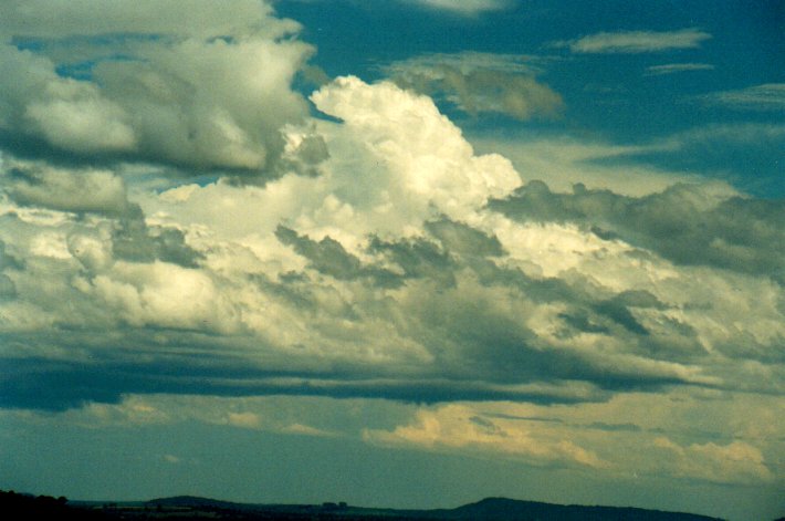 cumulus congestus : Parrots Nest, NSW   11 November 2001