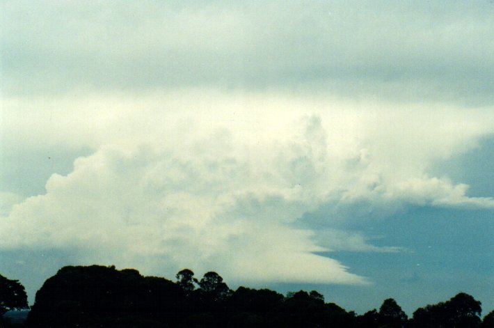 favourites michael_bath : McLeans Ridges, NSW   11 November 2001