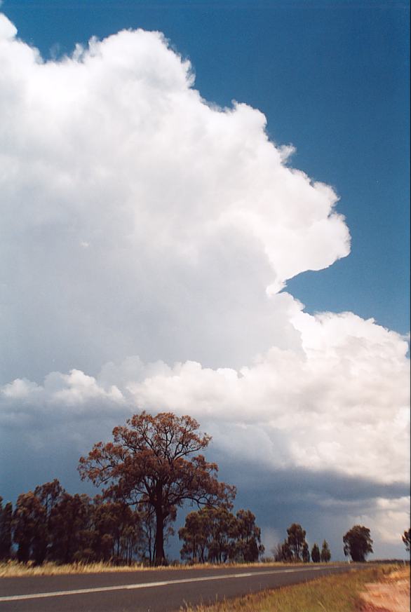 contributions received : near Borambil, NSW<BR>Photo by Geoff Thurtell   18 November 2001