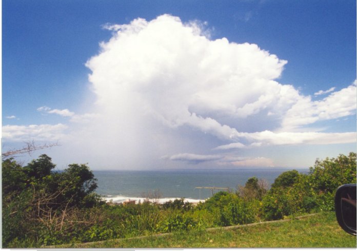 contributions received : Collaroy Plateau , NSW<BR>Photo by Judy Mayo   8 February 2002