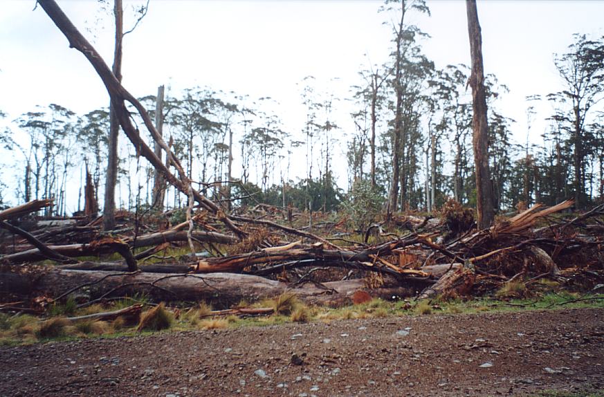 contributions received : Niangala, NSW<BR>Photo by John Sweatman   29 November 2002