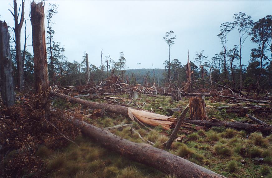 contributions received : Niangala, NSW<BR>Photo by John Sweatman   29 November 2002