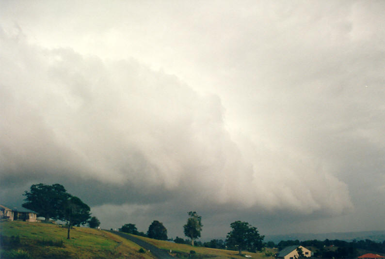 favourites michael_bath : McLeans Ridges, NSW   10 December 2002