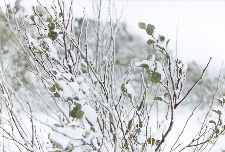 snow snow_pictures : Shooters Hill, NSW   26 July 2003