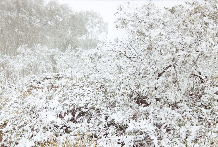 snow snow_pictures : Mt Bindo, NSW   26 July 2003