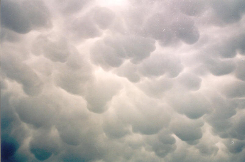 favourites michael_bath : McLeans Ridges, NSW   26 September 2003