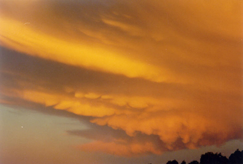 favourites michael_bath : McLeans Ridges, NSW   20 October 2003