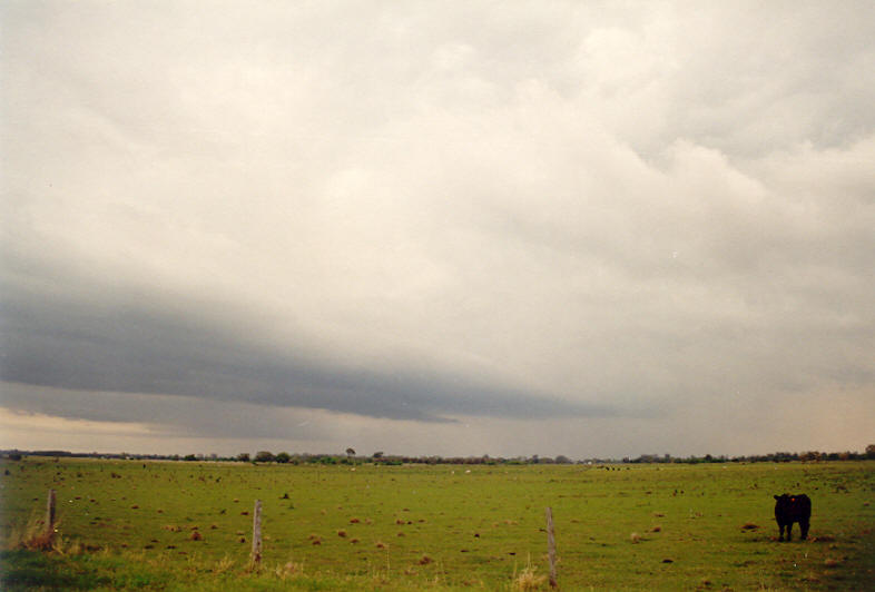 cumulonimbus thunderstorm_base : McKees Hill, NSW   24 October 2003