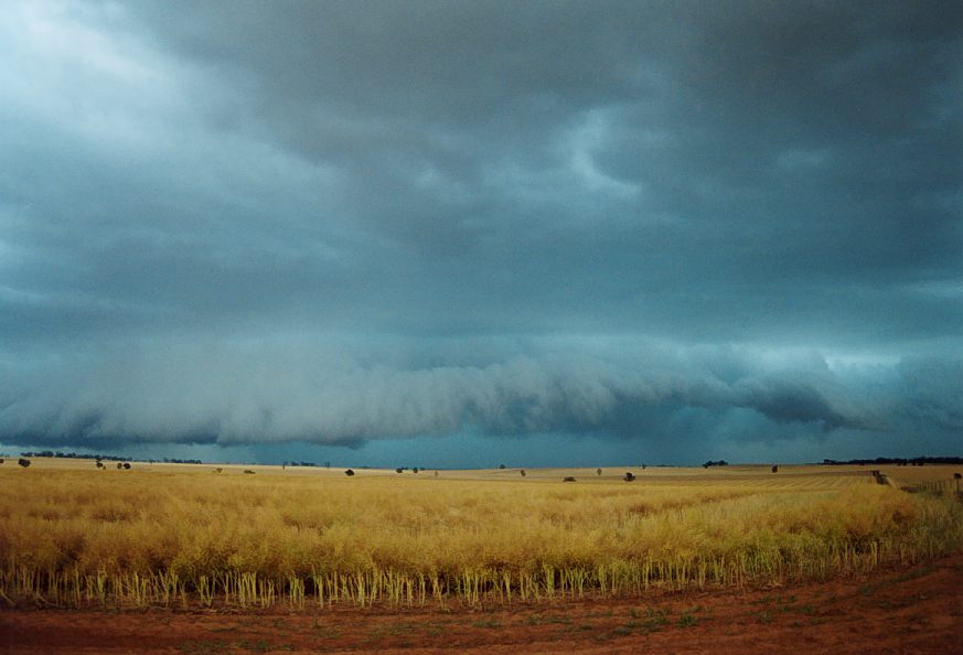 cumulonimbus supercell_thunderstorm : Temora, NSW   21 November 2003