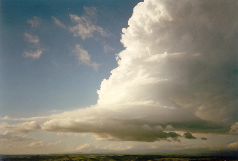 favourites michael_bath : McLeans Ridges, NSW   23 November 2003