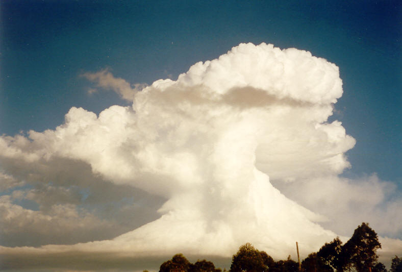 favourites michael_bath : McLeans Ridges, NSW   23 November 2003