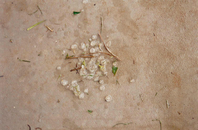 hailstones hail_stones : McLeans Ridges, NSW   13 December 2004