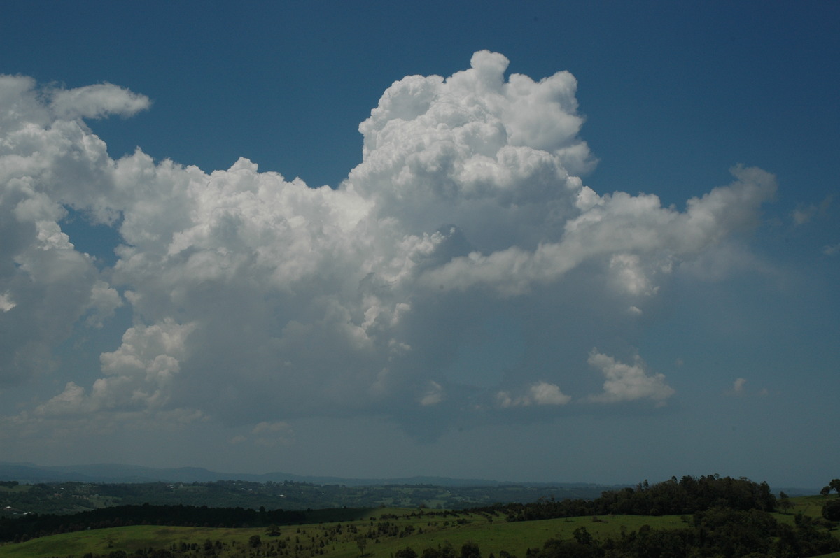 cumulus congestus : McLeans Ridges, NSW   23 December 2004