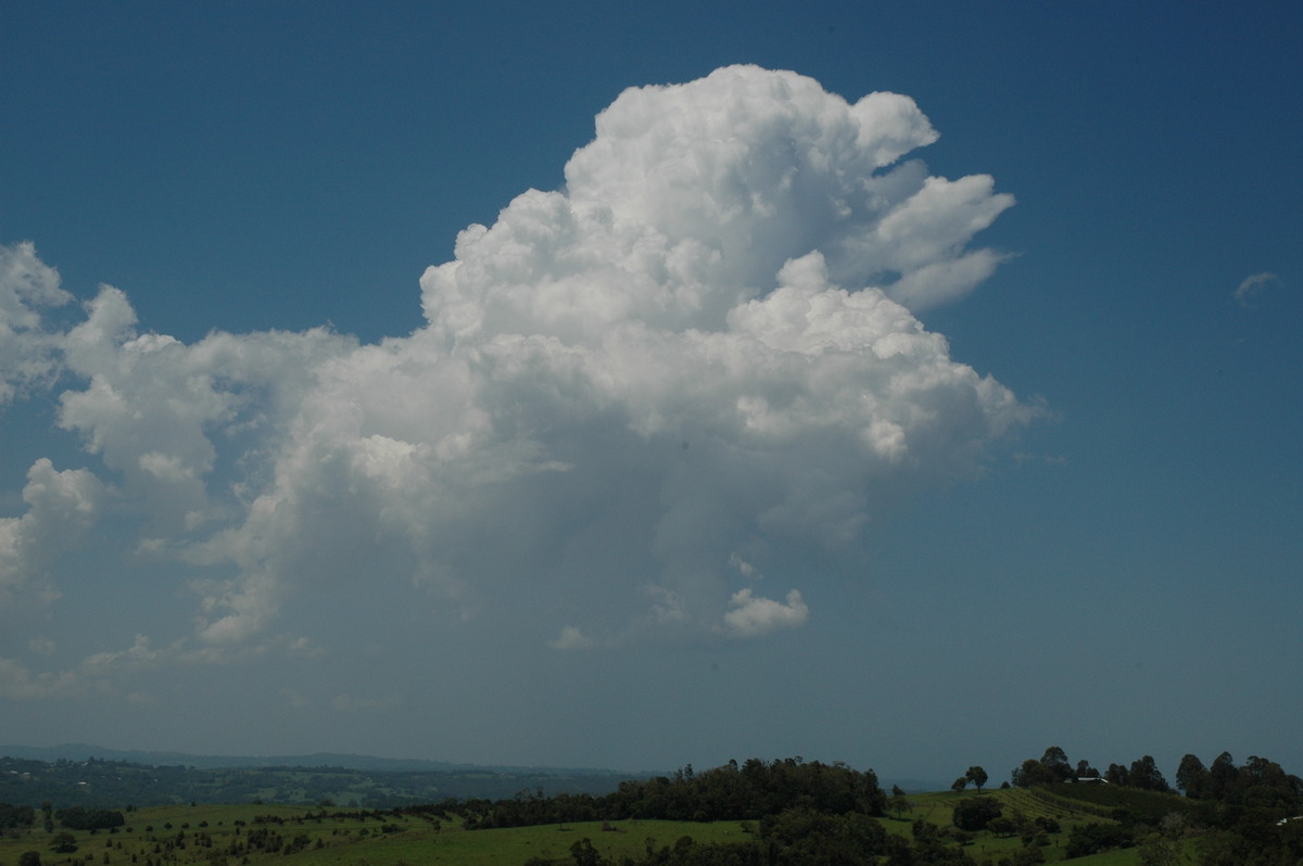 cumulus congestus : McLeans Ridges, NSW   23 December 2004